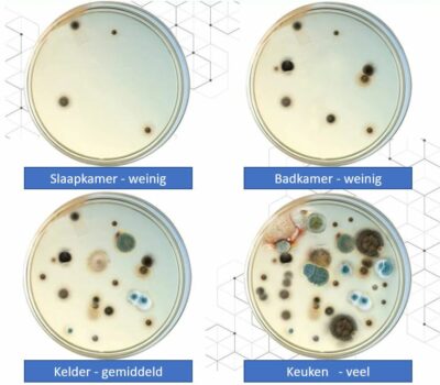Vier verschillende bakjes met schimmel coloniën
